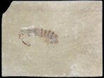 Fossil Mantis Shrimp (Sculda syriaca) - Lebanon #48538-1